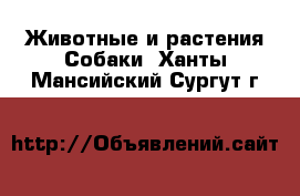 Животные и растения Собаки. Ханты-Мансийский,Сургут г.